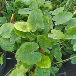 Alocasia Elephant Ear plants 🌿 7GL $35