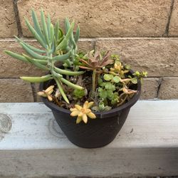 Succulent