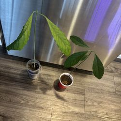Two Different Variety Of Avocado 