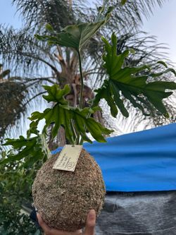 Philodendron Kokedama
