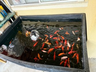 Pond