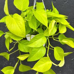 Lush Neon Pothos Plant/ Money Plant/ House Plant/ Indoor Plant Flower Patio Garden 