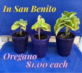 Plants , oregano plant for sale