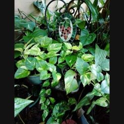 Pothos Philodendron Aroid 6" Pots