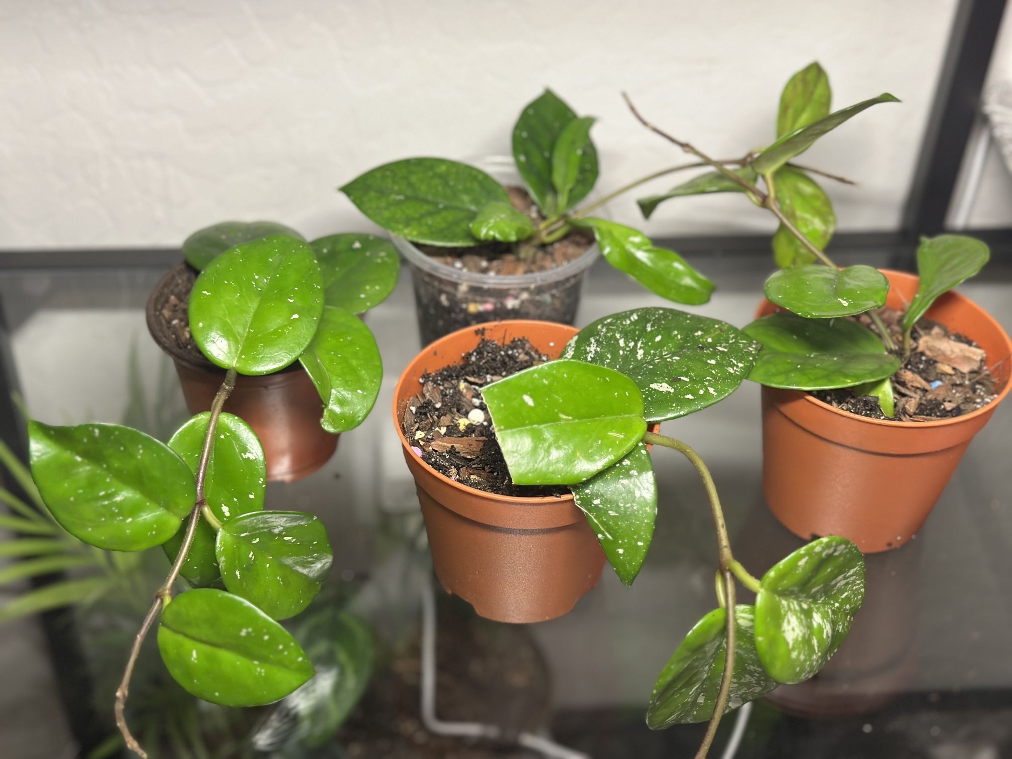 Hoya carnosa Speckled - Live Plant