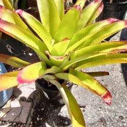 Fingernail Bromeliad Houseplant Landscape Plant