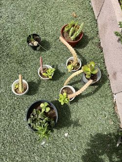 Diferents Plants