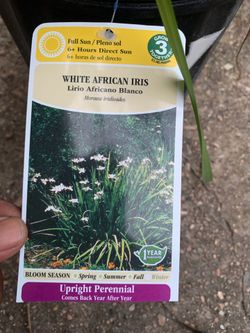White African Iris Plant