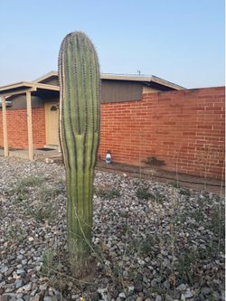 7’ Foot Sahuaro Cactus