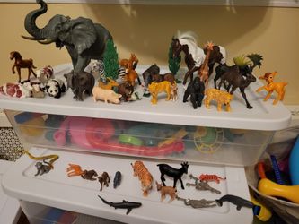 Animals