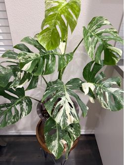 Monstera Albo Variegata mature plant