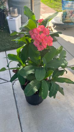 Succulents