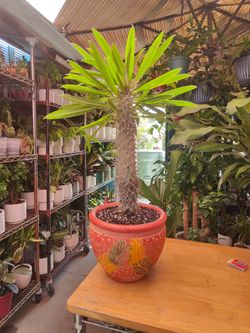 Madagascar Palm