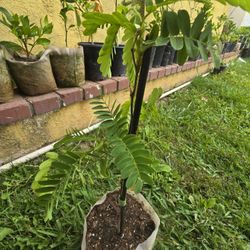Tamarind Tree