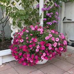 Maceta Grande, Con Cuatro tipos de  Plantas