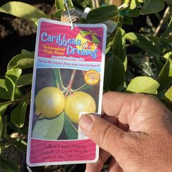 🍉 Dragon Fruit And Guava Big Sale $49.99 🍉