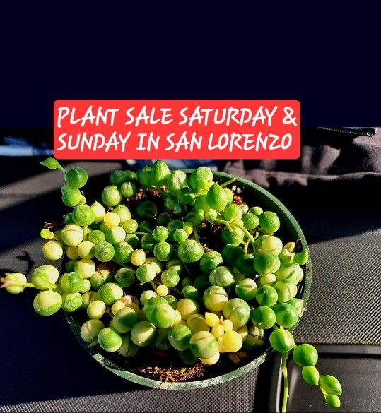 PLANT SALE TODAY SUNDAY IN SAN LORENZO STARTS AT 1PM
