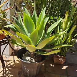 Beautiful agave, no care needed at all about 2 feet tall or so, Pot shown,  its inside another pot
