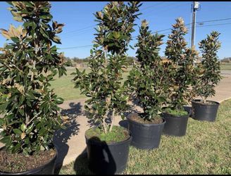 Little Gem Magnolia Trees $210 30 Gallon Free Delivery
