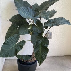 Alocasia ‘regal shield’ Elephant Ear Plant