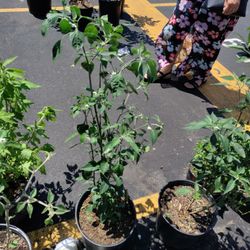 Chiles Plants