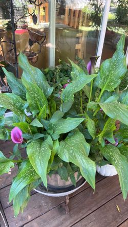 Lily plant