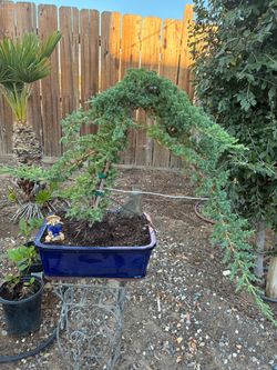 Bonsai Migo style Japanese garden Juniper $125 each