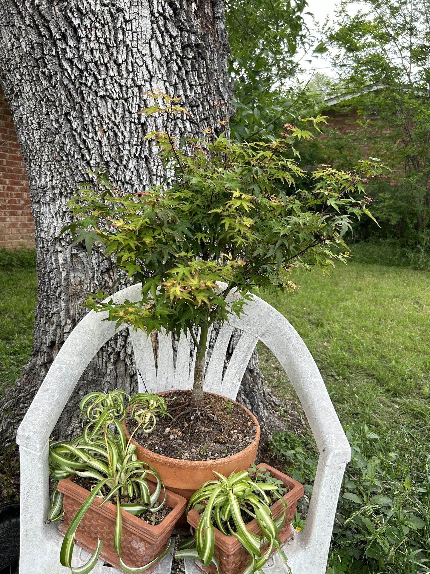 Japanese Maple Bonsai