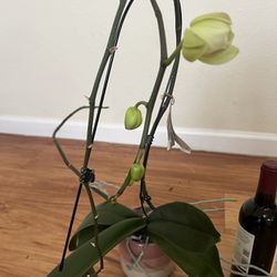 Two Foot Blooming Orchid Plant With Ceramic Pot
