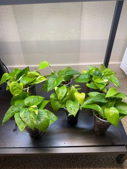 Golden pothos plants