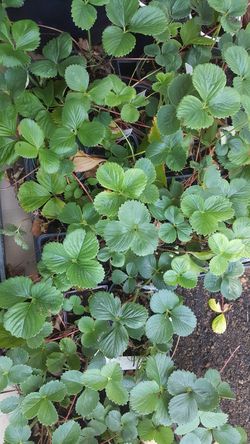 Organic Strawberry Plants - Benton