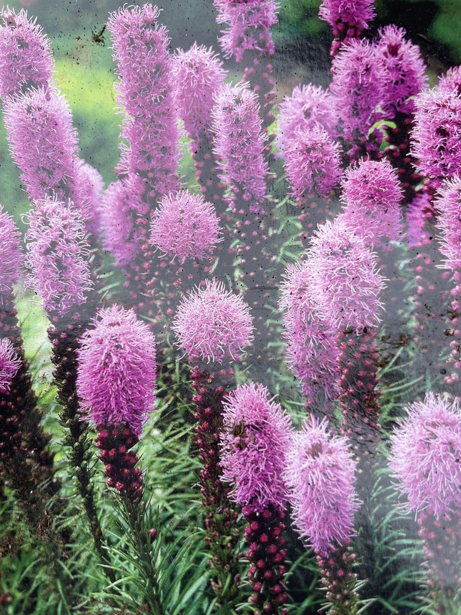 Liatris Or Blazing Star