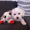 Polly