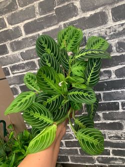 Amaranth lemon lime indoor plants