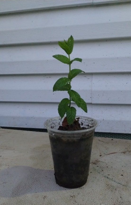 Organic Peppermint Plant