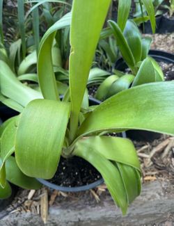 Haemanthus albiflos Potted Green Plants