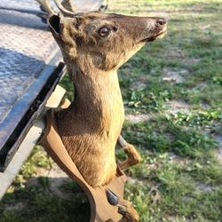 Deer head. 