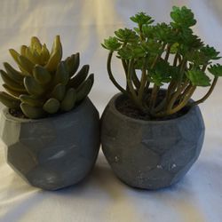 Small Artificial Plants