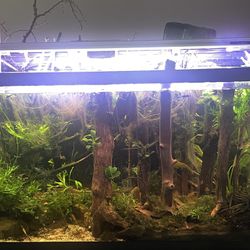 29g tank and optional stand!