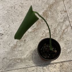 Monstera Deliciosa Plant (small)