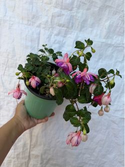 6” Fucshia plant Rio Grande