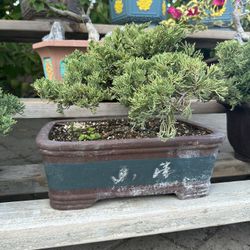 Bonsai Juniper 