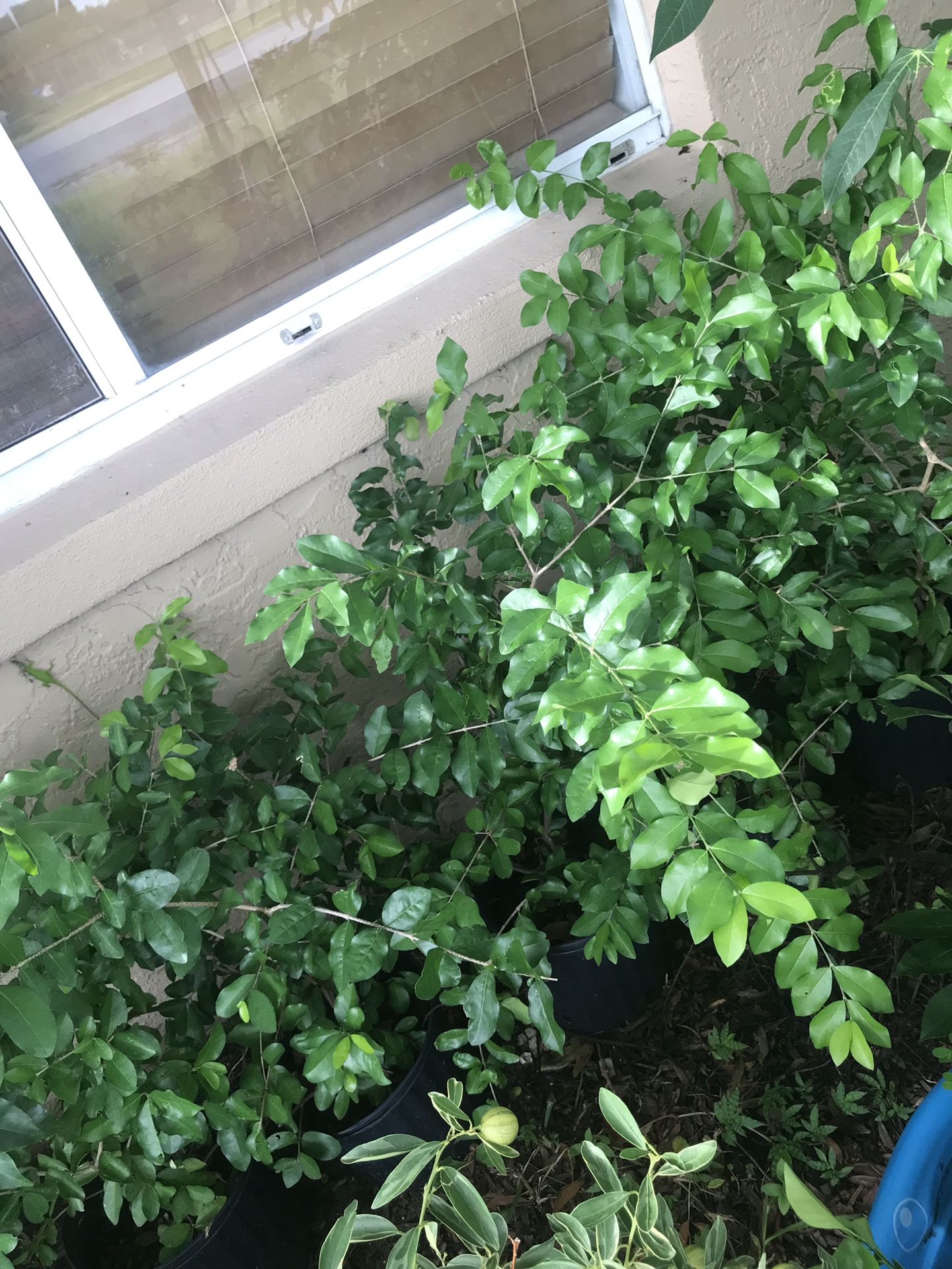 Cherry tree ready for fruit.