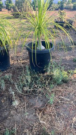 Ponytail palm