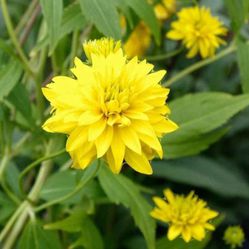Rudbeckia
