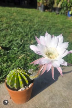 Cactus Plant