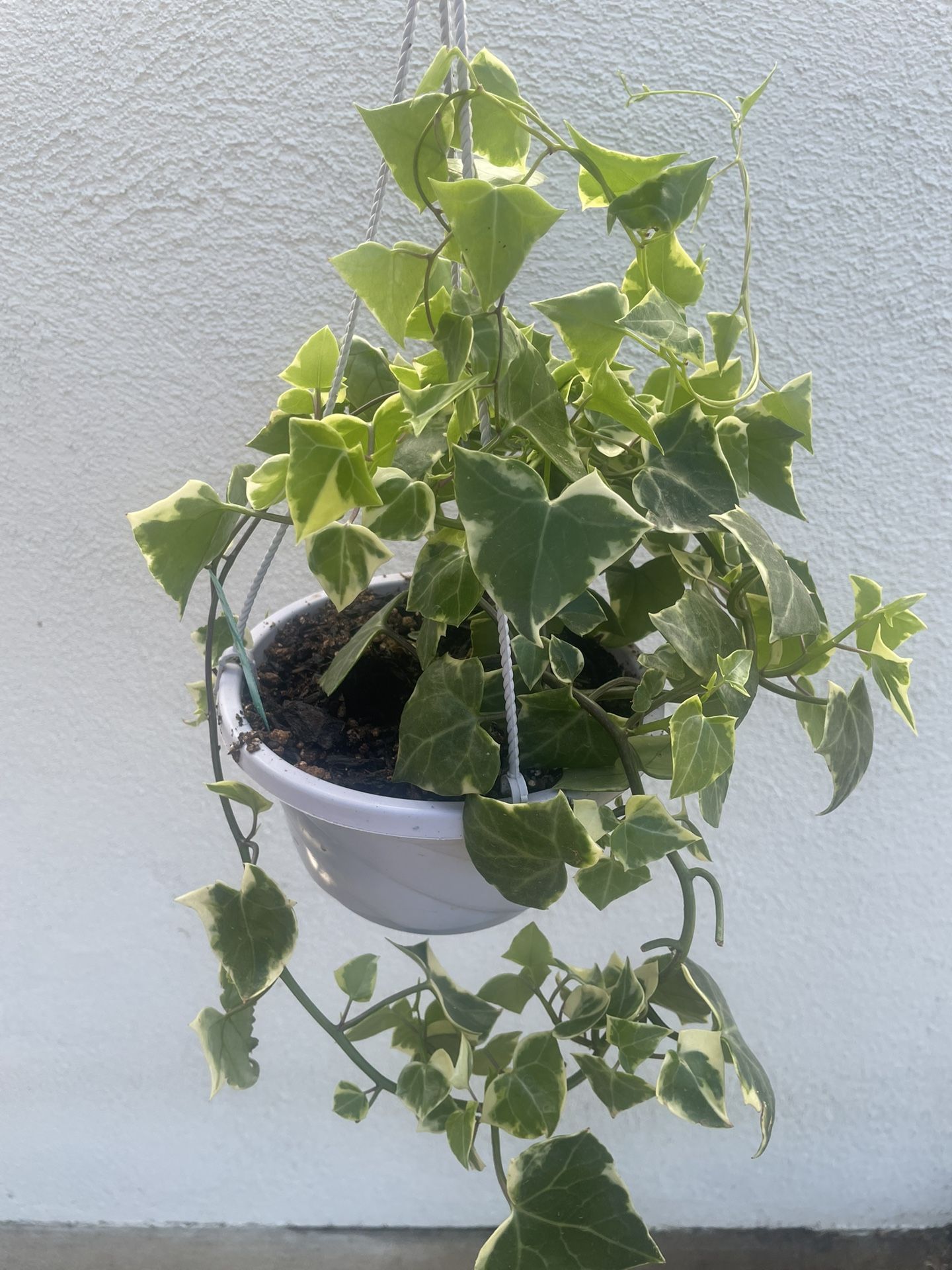 Variegated Wax Ivy Succulent Plant