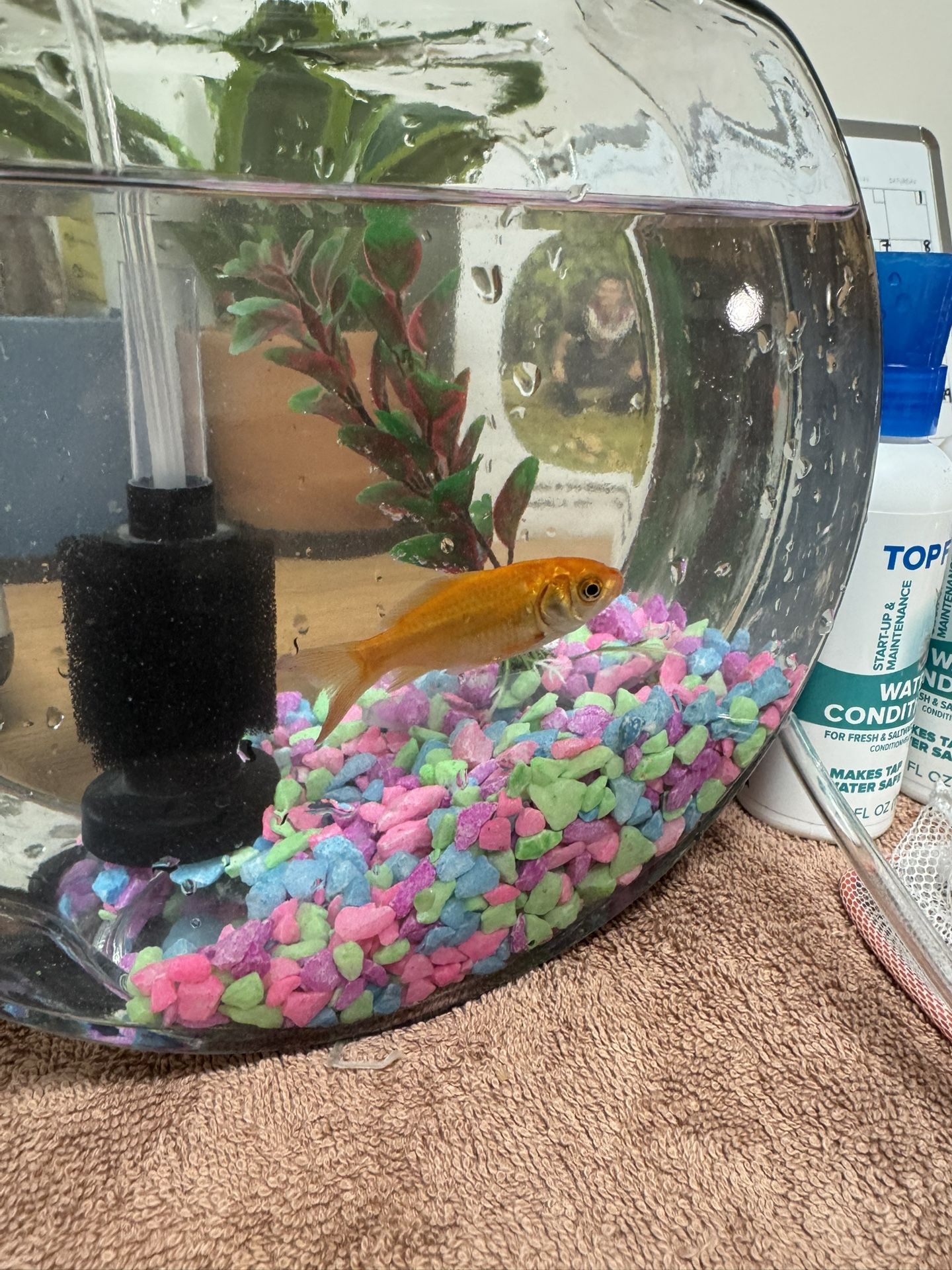 Goldfish & Starter Aquarium