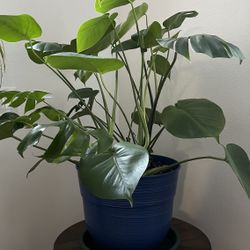 Plants