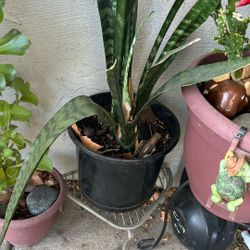 Snake Plant 